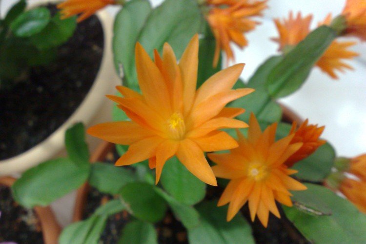 Рипсалидопсис – фото