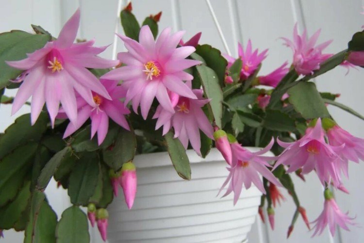 Виды рипсалидопсиса