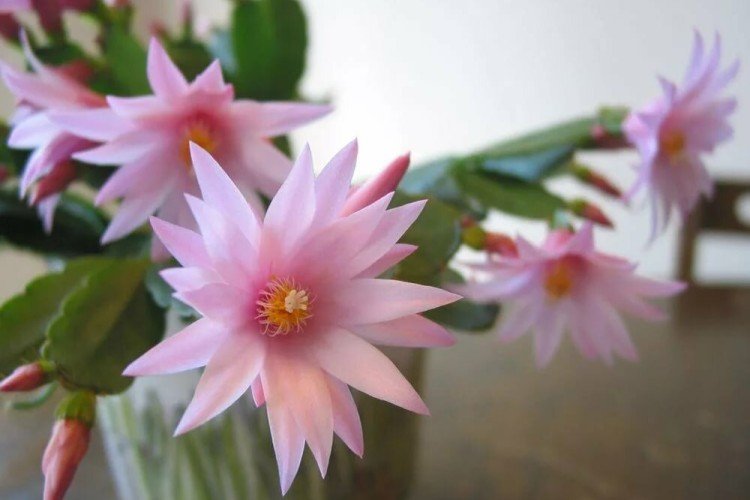 Рипсалидопсис – фото