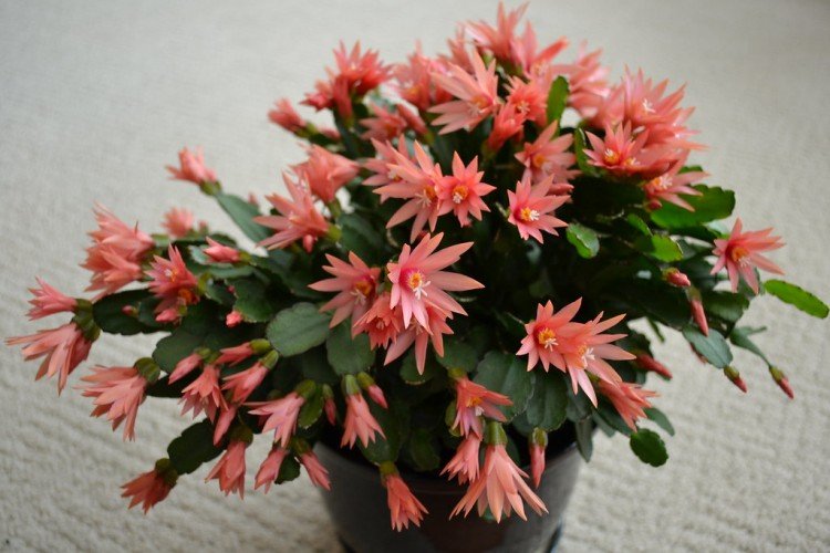 Рипсалидопсис – фото