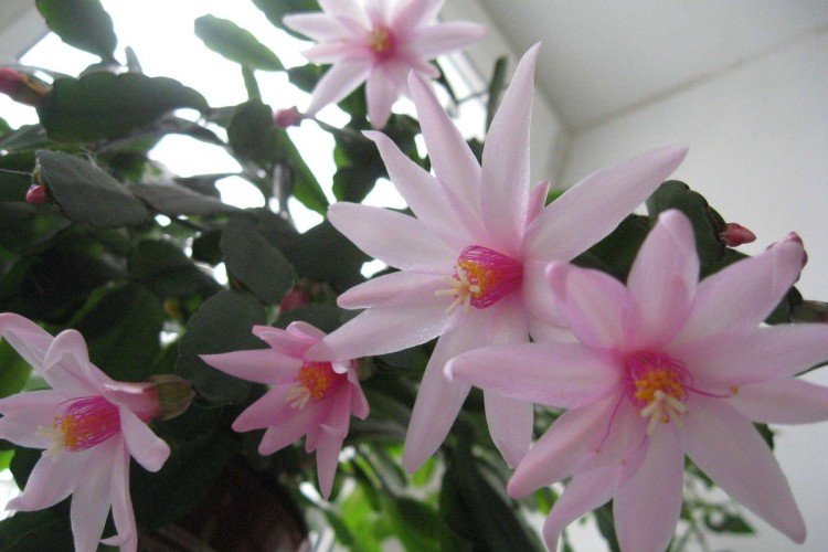 Рипсалидопсис – фото