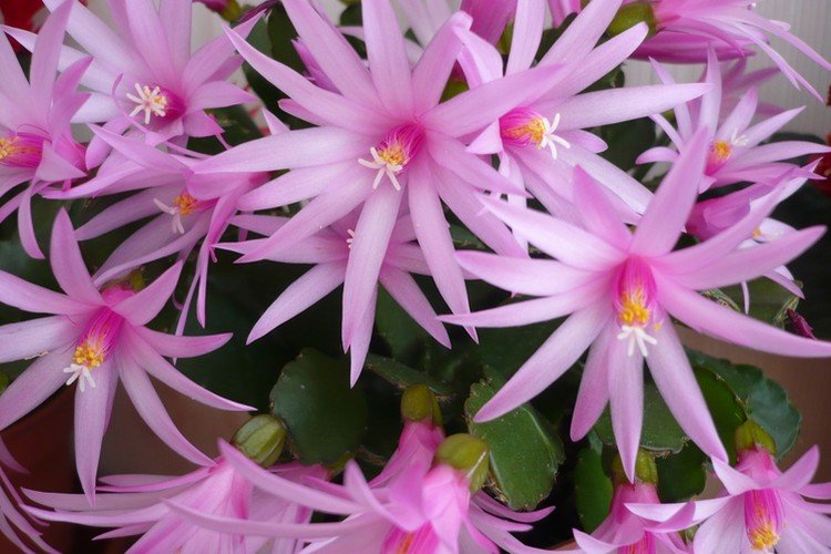 Рипсалидопсис – фото