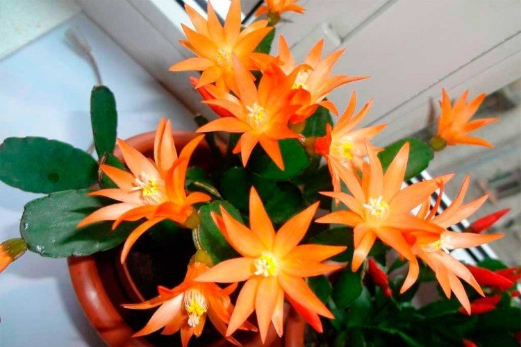 Рипсалидопсис – фото