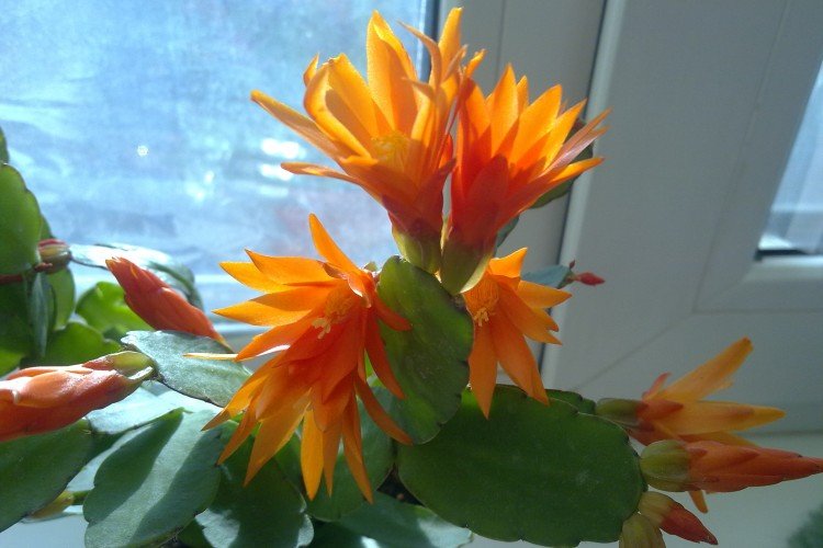 Рипсалидопсис – фото