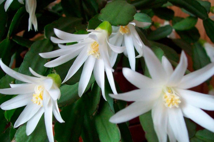 Температура