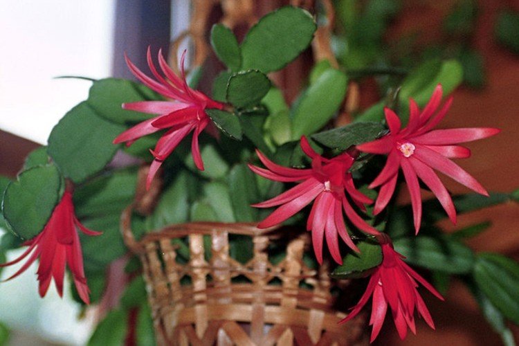 Рипсалидопсис – фото