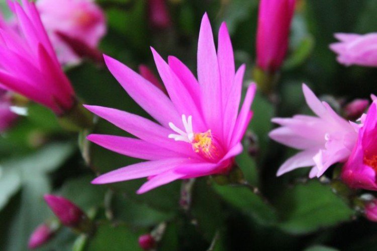 Рипсалидопсис – фото