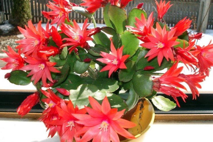 Рипсалидопсис – фото