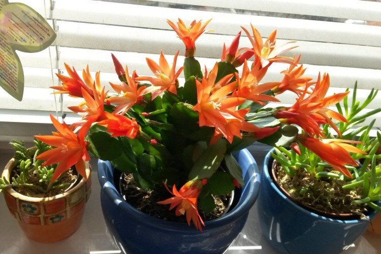 Рипсалидопсис – фото