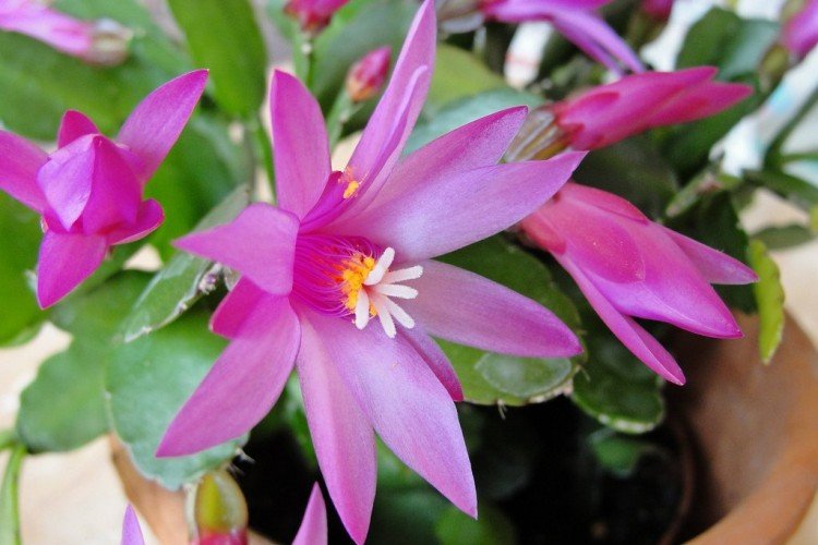 Рипсалидопсис – фото