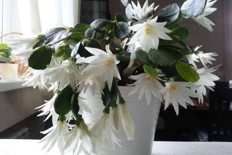 Влажность и опрыскивания