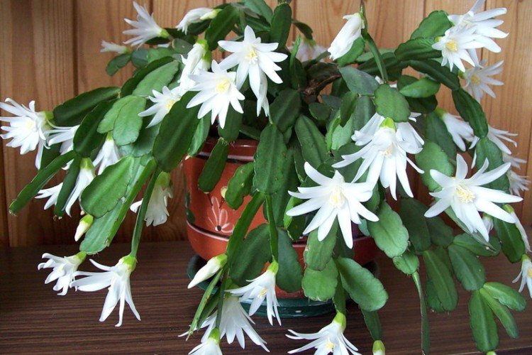 Удобрения и подкормка