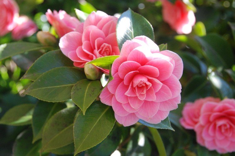 Камелия (50 фото): виды, уход и посадка в открытом грунте
