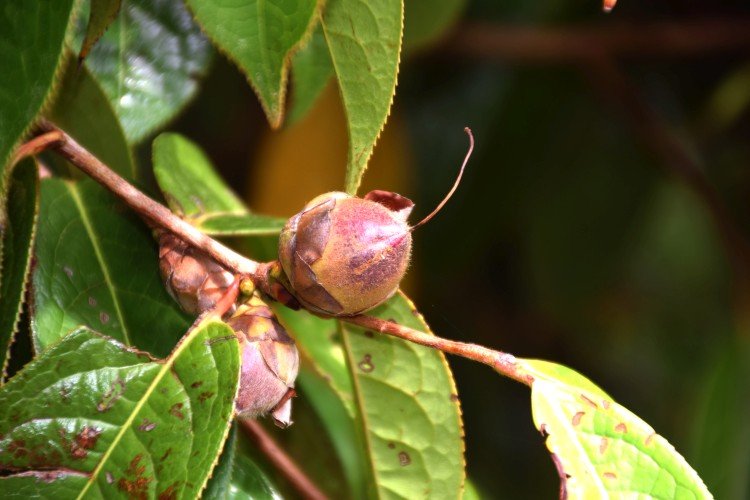 Борьба с вредителями и болезнями