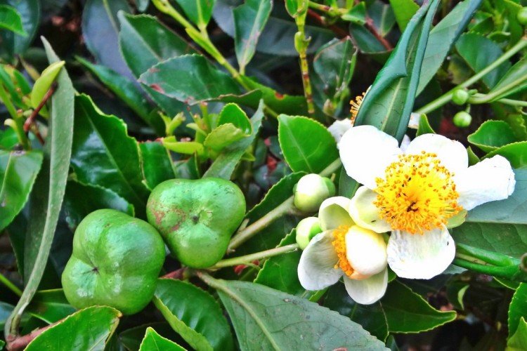 Камелия – фото