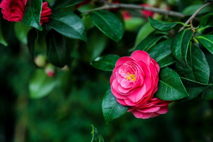 Камелия – фото