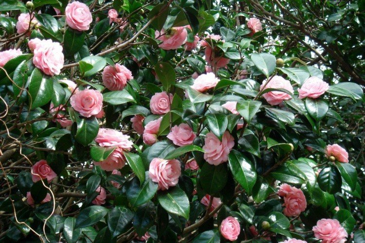 Камелия – фото