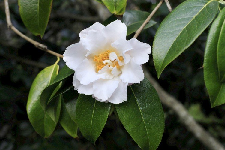 Китайская камелия