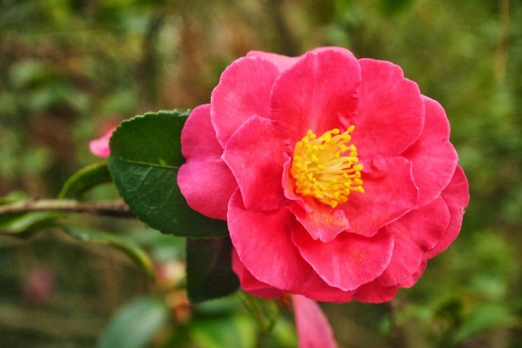 Камелия – фото