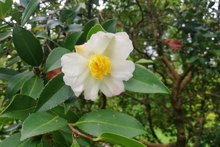 Горная камелия