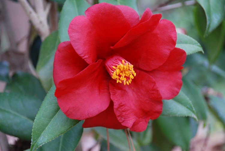 Камелия – фото