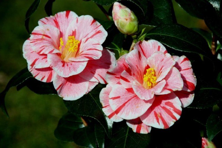 Камелия – фото