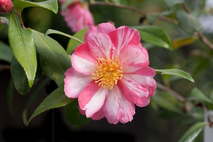 Камелия – фото