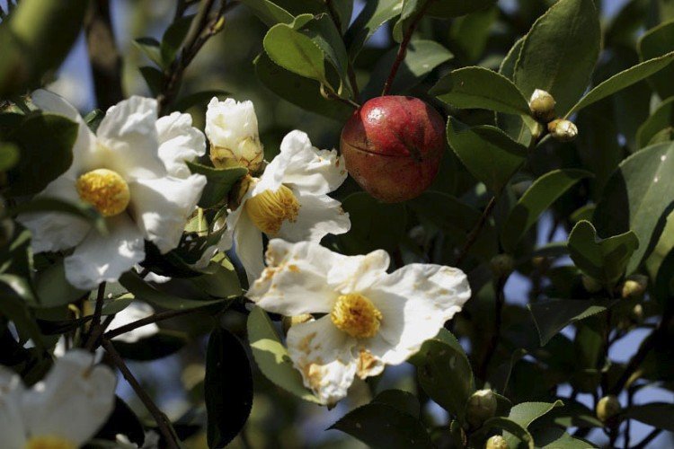 Масличная камелия