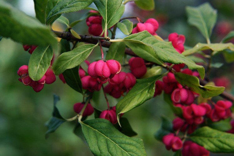 Общая информация