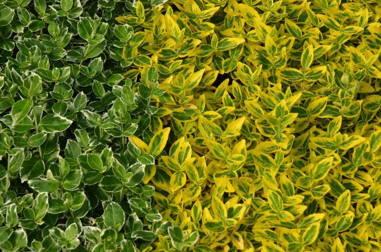 Бересклет – фото