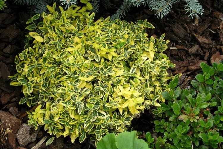 Бересклет – фото