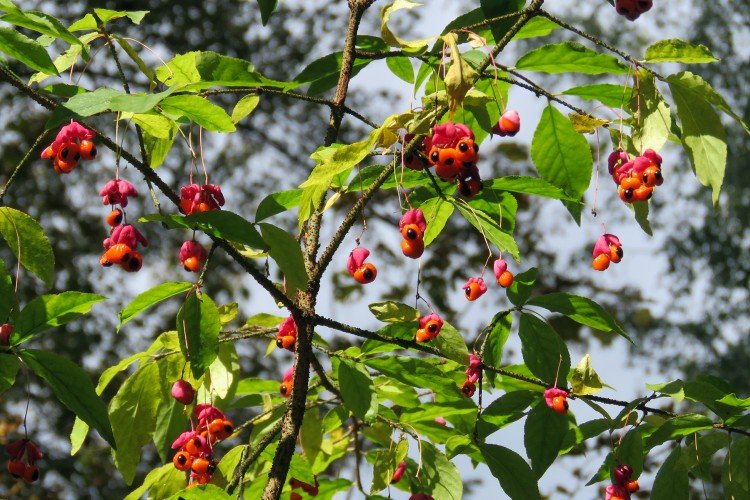 Бородавчатый бересклет