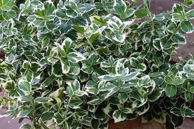 Бересклет – фото