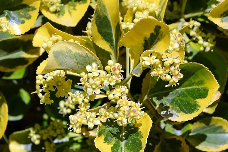 Бересклет – фото