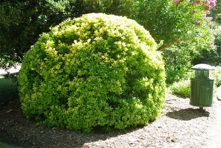 Бересклет – фото