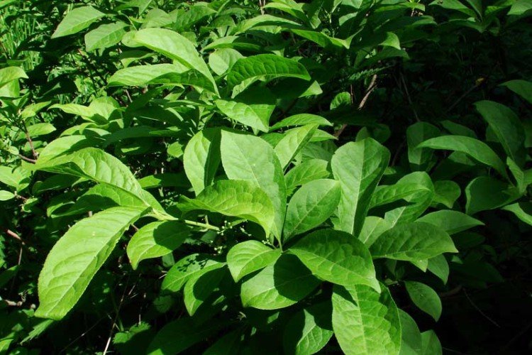 Широколистный бересклет