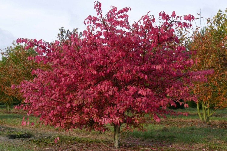 Бересклет – фото