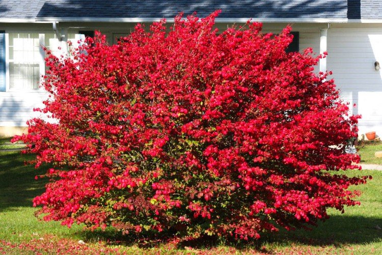 Бересклет – фото