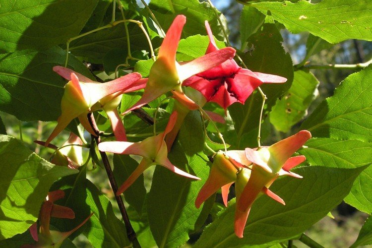 Большекрылый бересклет