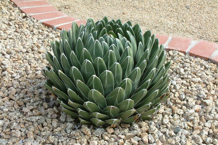 Агава (60 фото): виды, уход и выращивание в домашних условиях