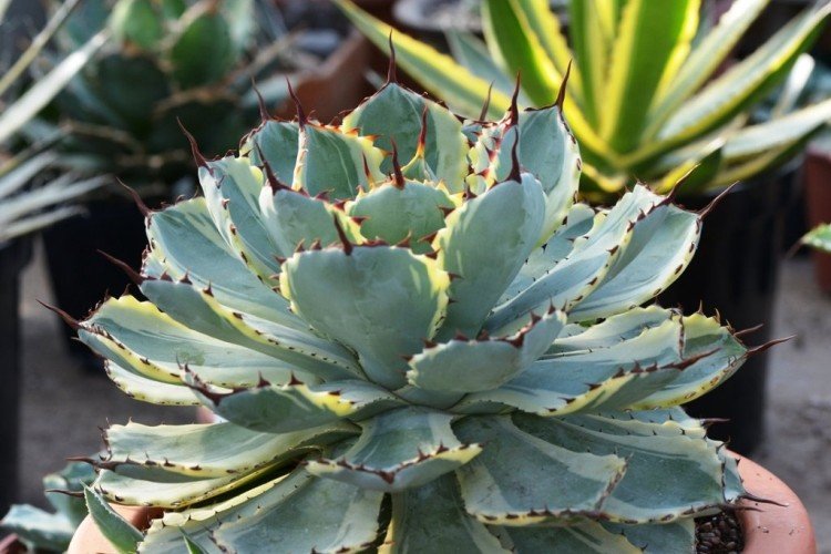 Температура