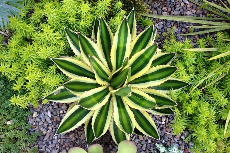 Удобрения и подкормка