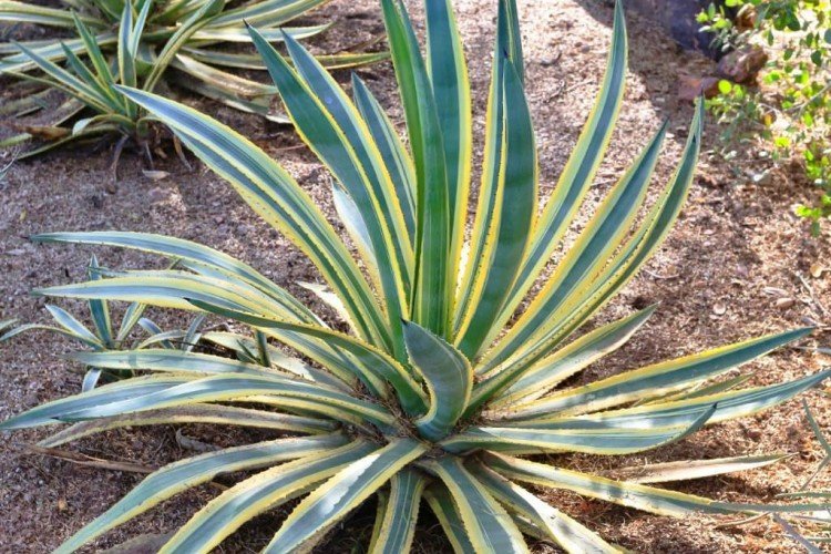 Агава – фото