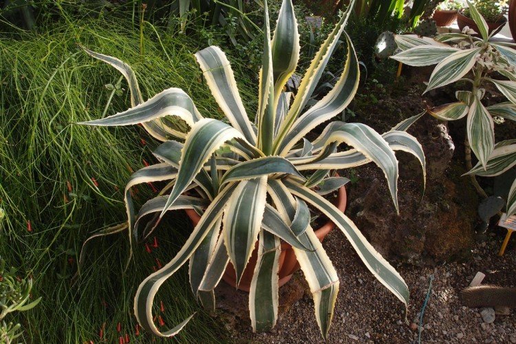 Американская агава