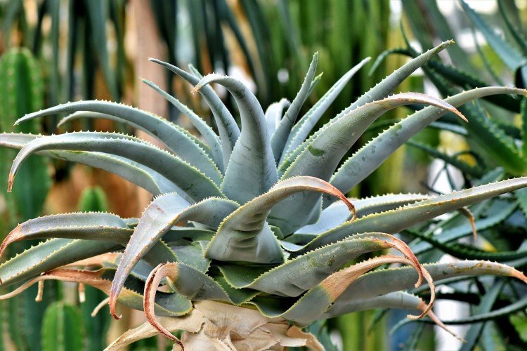 Агава – фото