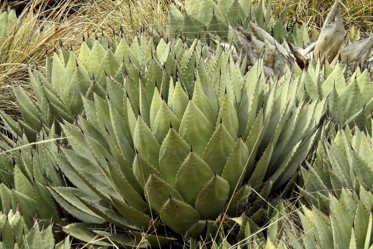 Агава – фото