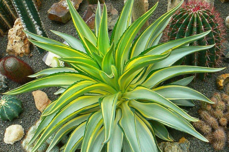 Агава – фото