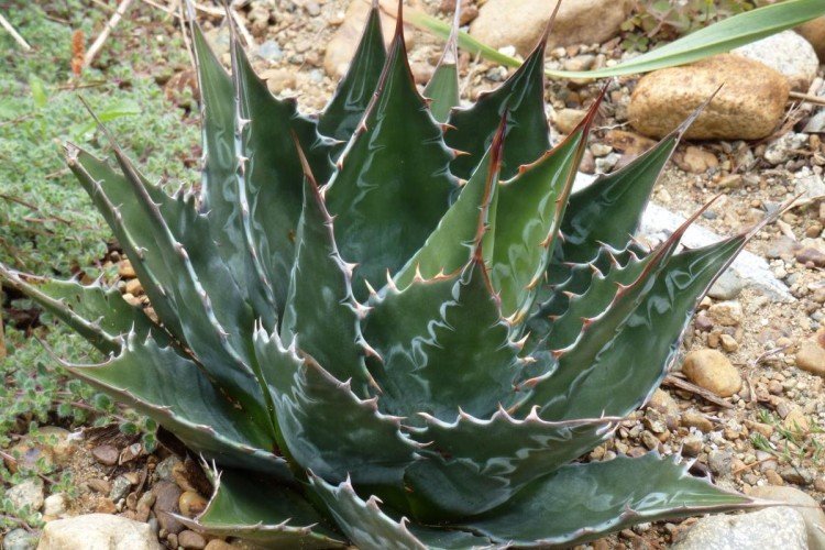 Агава – фото