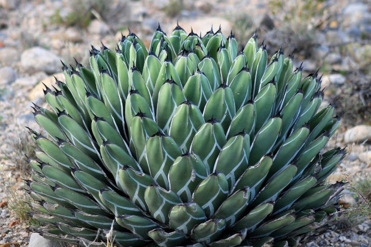 Агава – фото