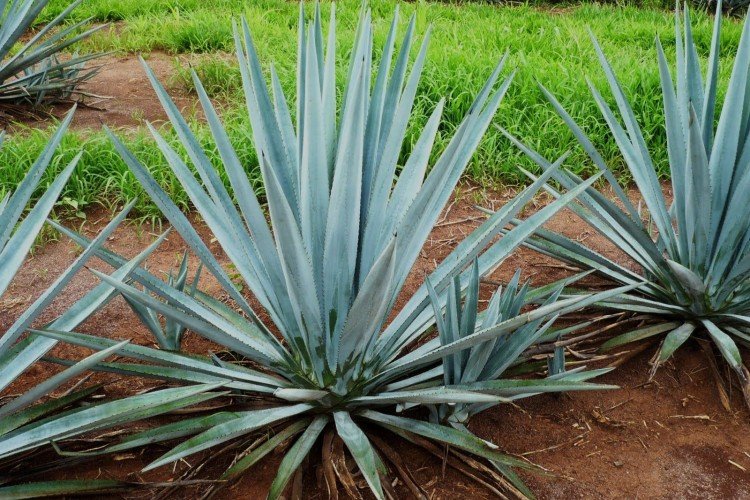 Текильная агава